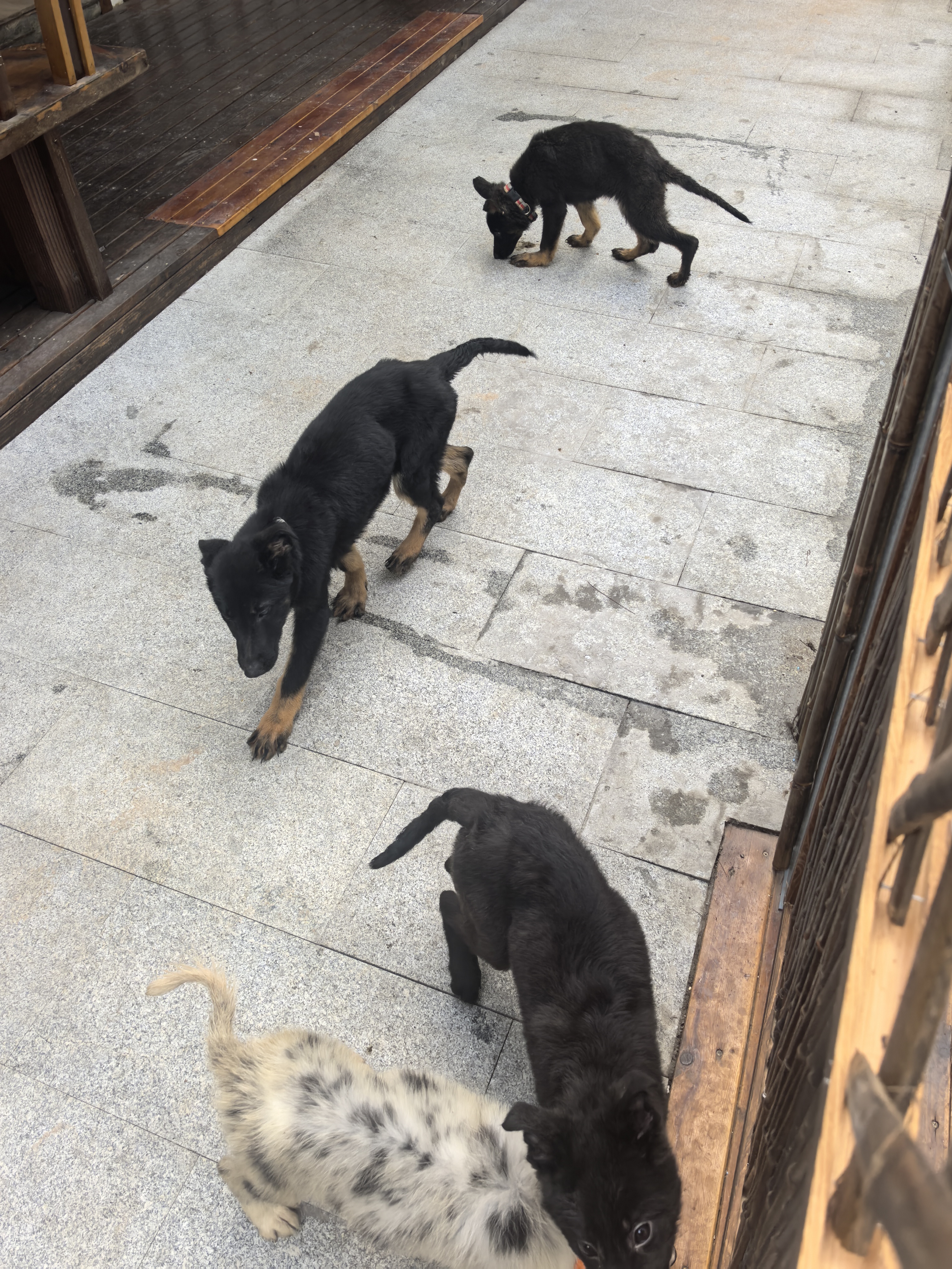 双血统带证书+芯片+追踪器